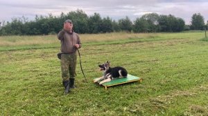 Дрессировка щенка с нуля (день 12)