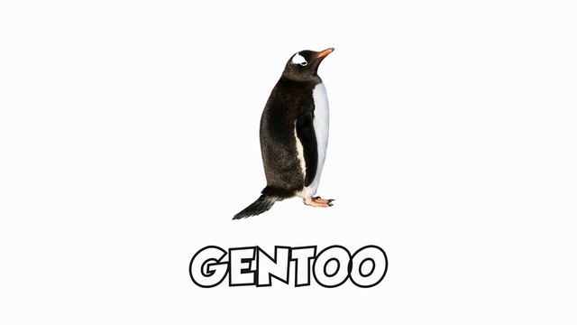 Learn Penguin Types In English! Types Of Penguins! Penguin Species List ???