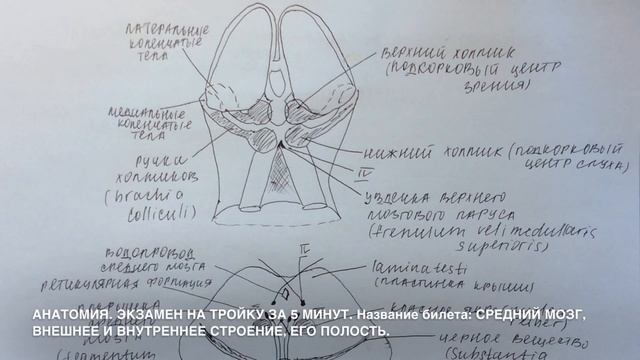 Билет 016. СРЕДНИЙ МОЗГ, ВНЕШНЕЕ И ВНУТРЕННЕЕ СТРОЕНИЕ, ЕГО ПОЛОСТЬ. смотреть онлайн