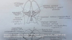 Билет 016. СРЕДНИЙ МОЗГ, ВНЕШНЕЕ И ВНУТРЕННЕЕ СТРОЕНИЕ, ЕГО ПОЛОСТЬ.