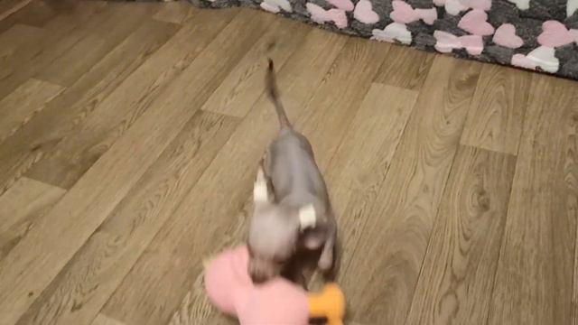 Щенок-девочка ксоло мини. Шикарная мандаринка. Подробнее по т. 8-9296346176 (WatsApp) смотреть онлайн