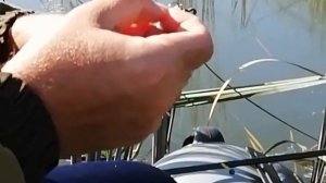 Старооскольское водохранилище. Карась, линь! Starooskolskoye lake fishing.Crucian carp, tench, rudd