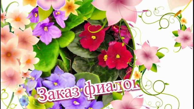 Мои любимые фиалки Fialki-kupit.ru