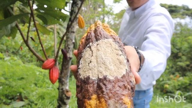 VIDEO MONILIA смотреть онлайн