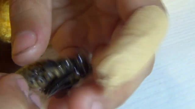 Вскрываем нерожденные коконы бабочек. смотреть онлайн