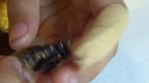 Вскрываем нерожденные коконы бабочек.