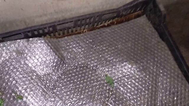 Водоросли в вермикомпостере. смотреть онлайн
