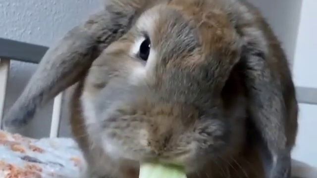 Mini Lop Rabbits | Holland Mini Lop Bunnies Playing смотреть онлайн