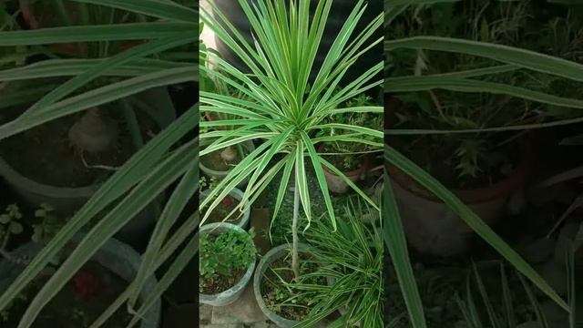 #Dracaenaplant #marginataplant #terraceGarden | How to grow and care of | Dracaena Marginata plant смотреть онлайн