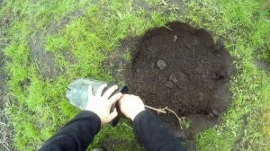 Посадка винограда в Подмосковье. Что для этого нужно, и как просто это сделать.