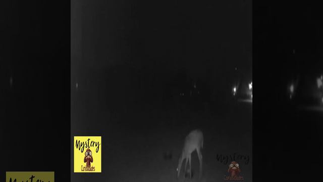 🛸OVNI SUPERSONICO CRUZA EL CIELO NOCTURNO EN CALIFORNIA🛸 смотреть онлайн