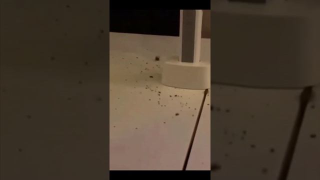 Электрическая мухобойка смотреть онлайн
