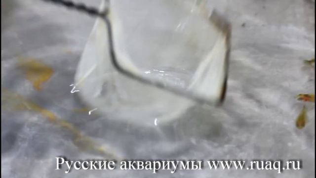 Золотые рыбки. Сортировка мальков смотреть онлайн