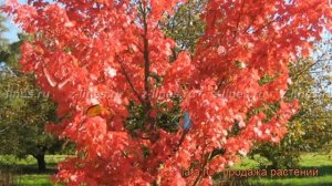 Клен красный (acer rubrum) ? красный клен обзор: как сажать, крупномеры клена