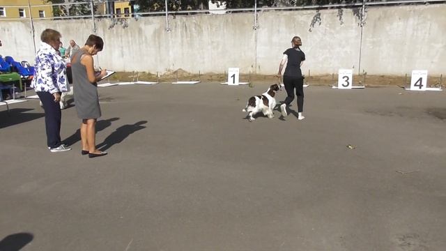 спрингер-спаниель, зачем сосиска у девушки во рту? выставка собак ранга CACIB - FCI смотреть онлайн