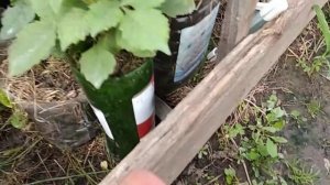 Хелат железа по листу