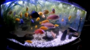 АКВАРИУМ 200 ЛИТРОВ. АФРИКАНСКИЕ ЦИХЛИДЫ. ЦИХЛИДЫ ОЗЕРА МАЛАВИ .