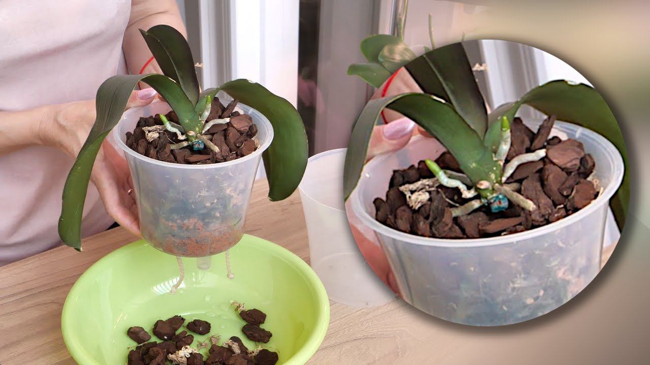 ЭТО СПАСЕТ ОРХИДЕЮ!!! НИКАКИХ КАРДИНАЛЬНЫХ МЕР! УВЕРЕНА В ПРАВИЛЬНОСТИ РЕШЕНИЯ! смотреть онлайн