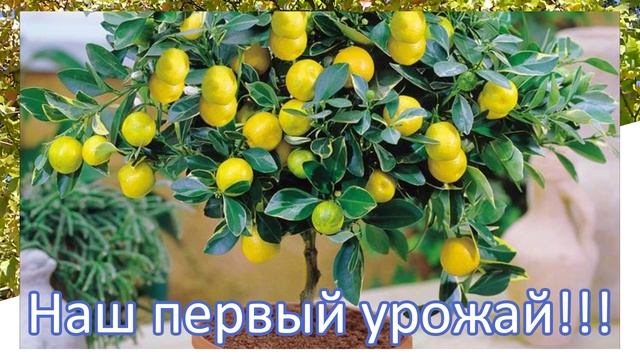 Отзыв на фруктовые мини-деревья Агро Нова (AgroNova) смотреть онлайн