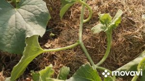 Как формировать дыню в теплице. Обрезка дыни