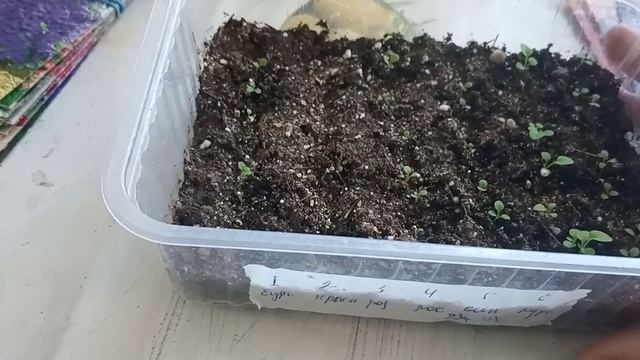 Любимица петуния. Всхожесть по сортам.Рекомендую досмотреть до конца!!! смотреть онлайн