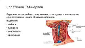 Спинномозговые нервы - анатомия