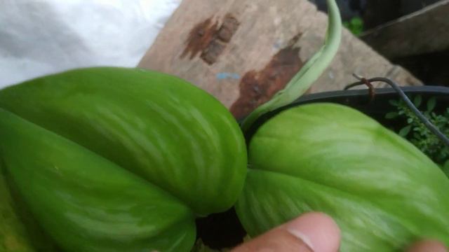 Scindapsus Khatulistiwa Borneo Variegata - Treubii Moonlight | Fazza Nursery - Popular Plant