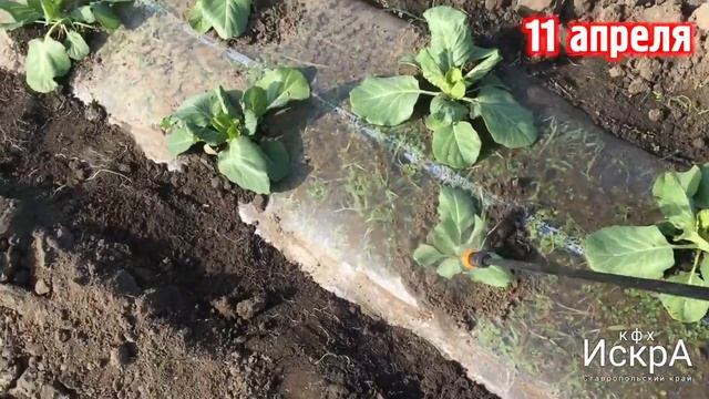 Ранняя капуста Алина F1. От посева до сбора. смотреть онлайн