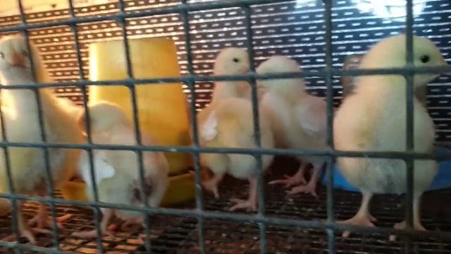 Бройлер 33 дня