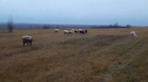 15.11.2023 Какая порода овец лучшая? Гиссар, катум, дорпер.