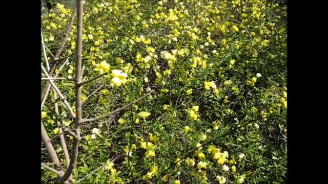 Primrose Jasmine (Jasminum Mesnyi)