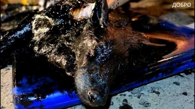 Малышка попала в беду, угодив в смолу. Она беспомощно лежала не в силах сдвинуться с места смотреть онлайн
