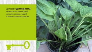 Как размножить хосты, чтобы их было много?