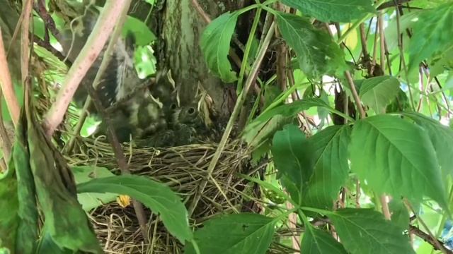 Наблюдение за гнездом с маленькими дроздами смотреть онлайн