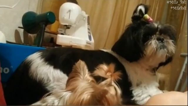 Смешные животные ♥ Собаки ЖГУТ ♥ Mila Bali смотреть онлайн