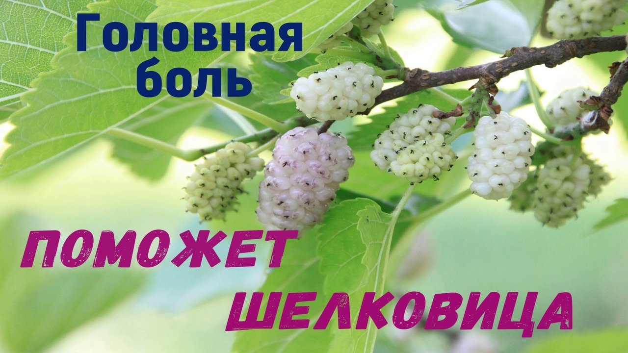 Шелковица от внутричерепного давления. смотреть онлайн