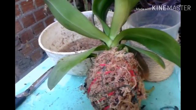 Planta amarilis, e orquídea phalaenopsis no coquedama👆👆😱 смотреть онлайн