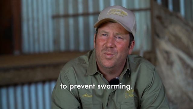 Beekeeping 101: Swarm Prevention: How to Stop Your Bees From Swarming | Ecrotek Beekeeping Supplies смотреть онлайн