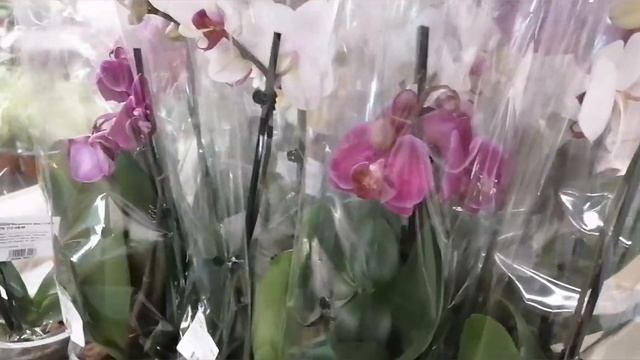 Завоз орхидей?ЛЕРУА МЕРЛЕН ?Волжский 09.01.2023г Поставщик "РОСТОК" смотреть онлайн