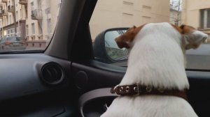 Уход за шерстью ДЖЕК РАССЕЛ ТЕРЬЕРА. Типы шерсти джек рассел терьера. Линька у собак: как бороться.