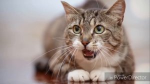 10 звуков, которые точно понравятся вашим кошкам