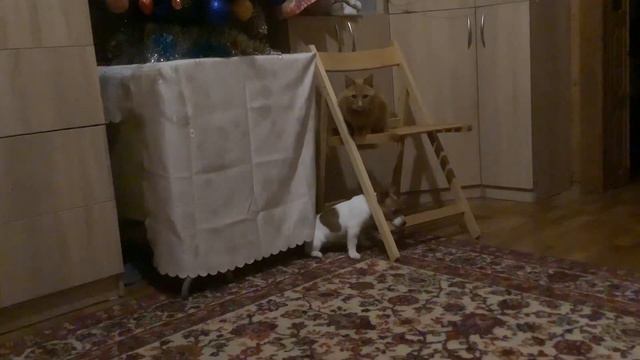 DIY. ДРТ. Зубки чешутся, нашкодить хочу. Jack Russell puppy смотреть онлайн