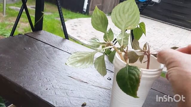 Как размножить бальзамин черенками. смотреть онлайн