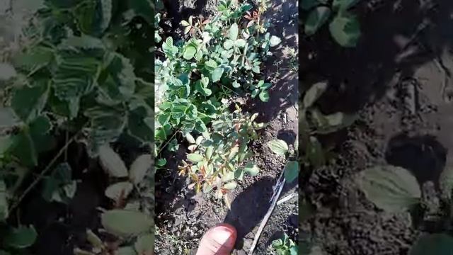 shorts 19 мая ?Ягоды цветут...отличный сорт Фестивальный? смотреть онлайн