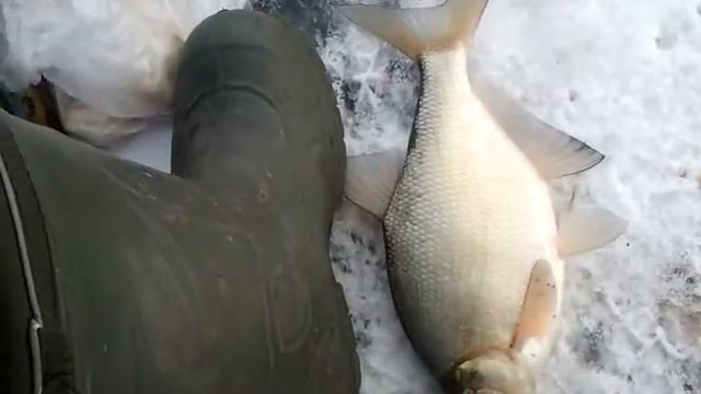 маленький лещ смотреть онлайн