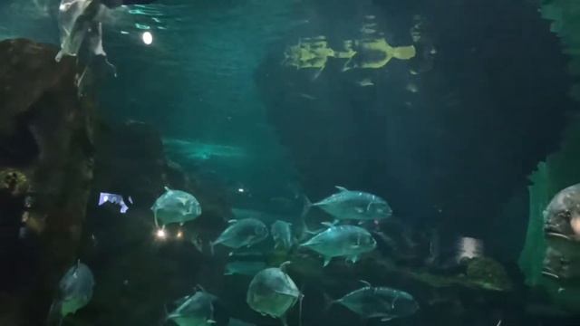 VLOG.ОКЕАНАРИУМ.ШОУ.РУСАЛОК.ГОРОД НУР СУЛТАН. смотреть онлайн