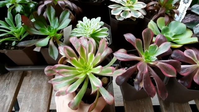 Aeonium Mardi Gras, Eden, Medusa - ну и в чем разница? What A Difference?