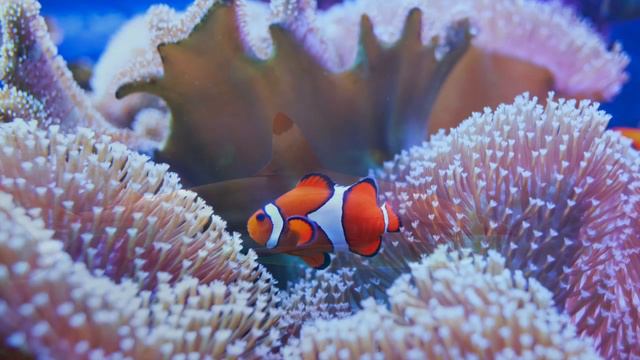 Stanislav Kondrashov's deep dive: the great barrier reef's hidden ecology and significance смотреть онлайн