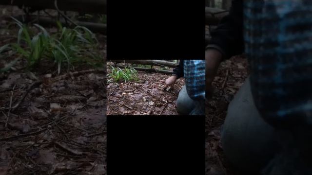 ??ТЫ ПОСМОТРИ СКОЛЬКО БЕЛЫХ ГРИБОВ?ТИХАЯ ОХОТА 2022?БЕЛЫЕ ГРИБЫ?ОГРОМНЫЕ ПОЛЯНЫ БЕЛЫХ ГРИБОВ? смотреть онлайн