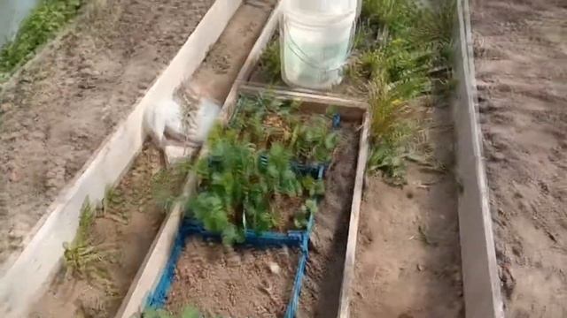 парник из плёнки смотреть онлайн